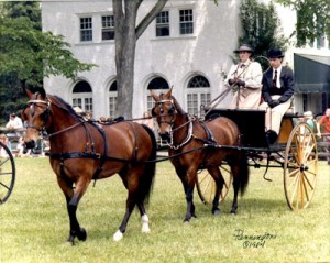 1985 Tandem of Morgan X Welsh Ponies at the Devon Marathon. Scarlet Ribbon as wheeler and her full brother Firefly as the leader.